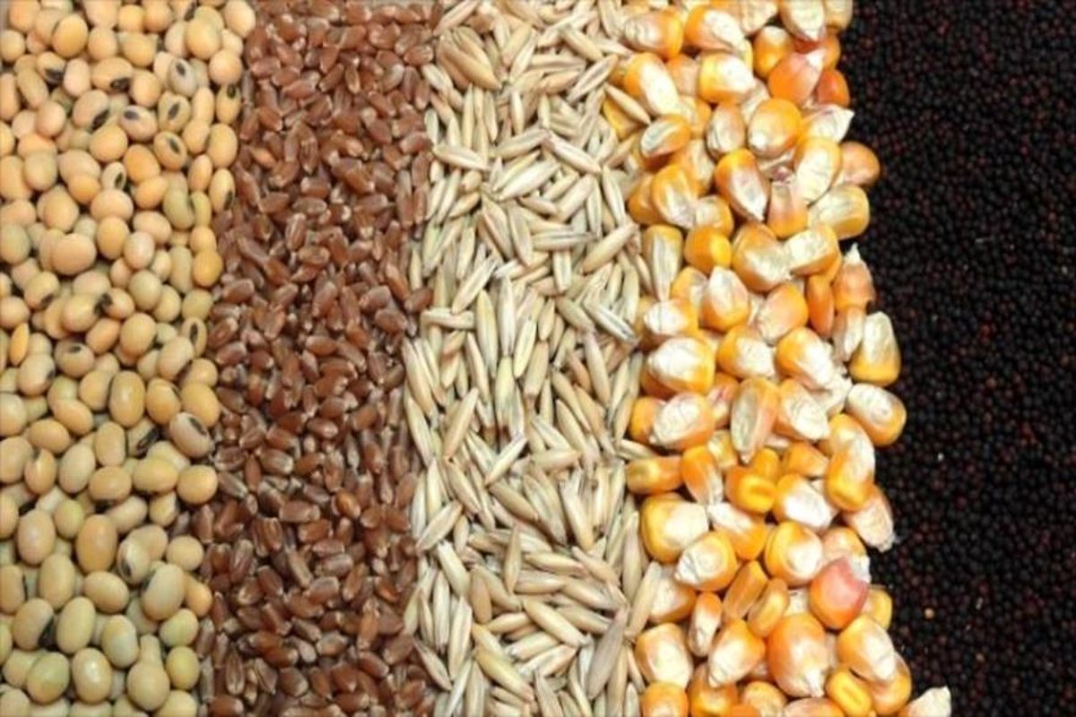 نهاده‌های دامی