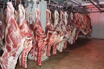  کشف گوشت الاغ و لاشه اسب از یک دامداری در جنوب تهران