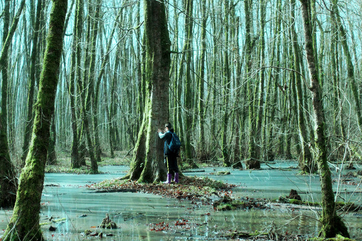 جشنواره فیلم یونان