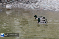 بازگشایی باغ پرندگان قم با استقبال شهروندان