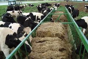 استفاده از بقایای تولیدات کشاورزی در تغذیه دام