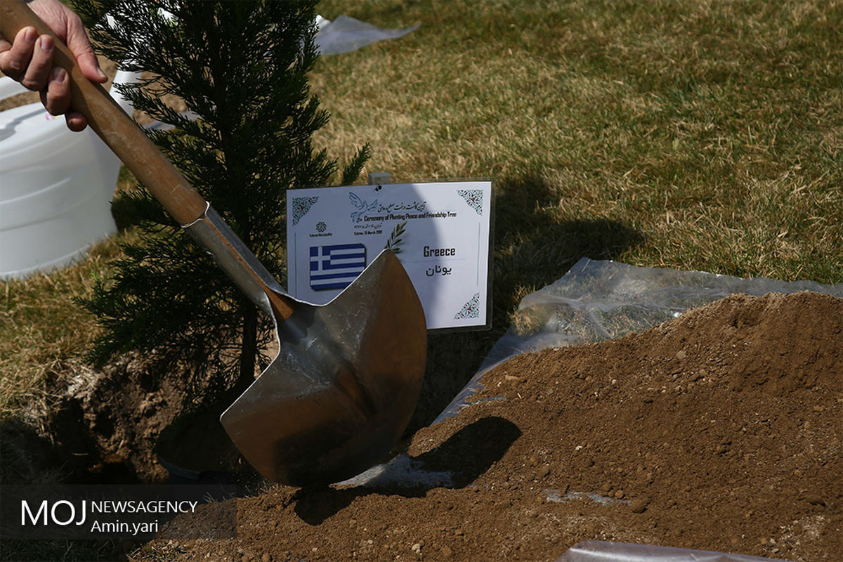 کاشت نهال صلح و دوستی