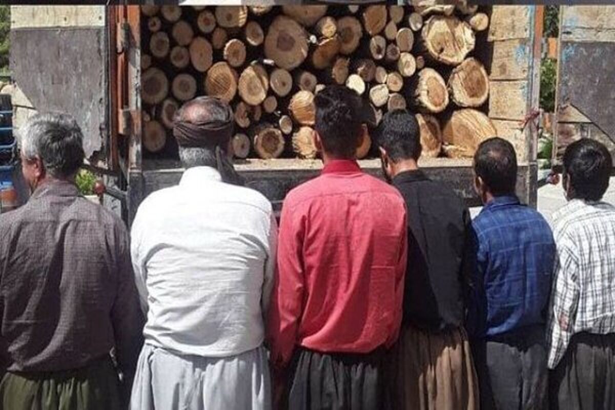 قطع درختان و حمل چوب