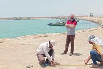 عملیات اجرایی زیرساخت موقت بندر بونجی در جاسک آغاز شد 