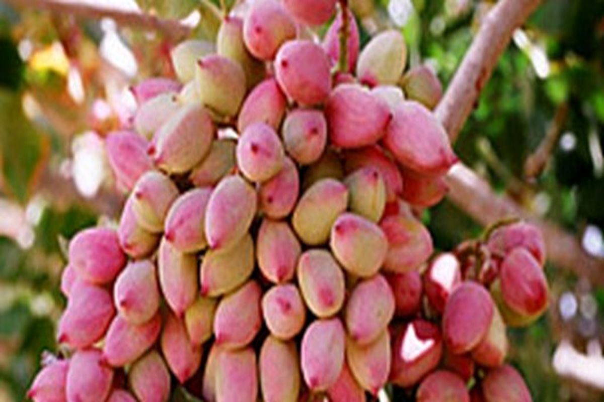 اصفهان- برداشت پسته