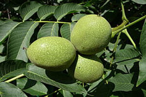 ایران سومین تولیدکننده گردوی جهان است