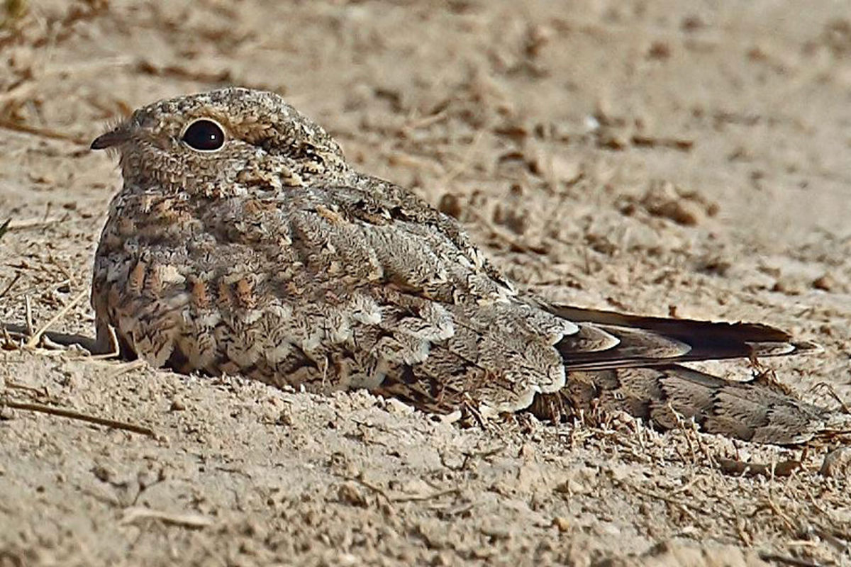 پرنده شبگرد