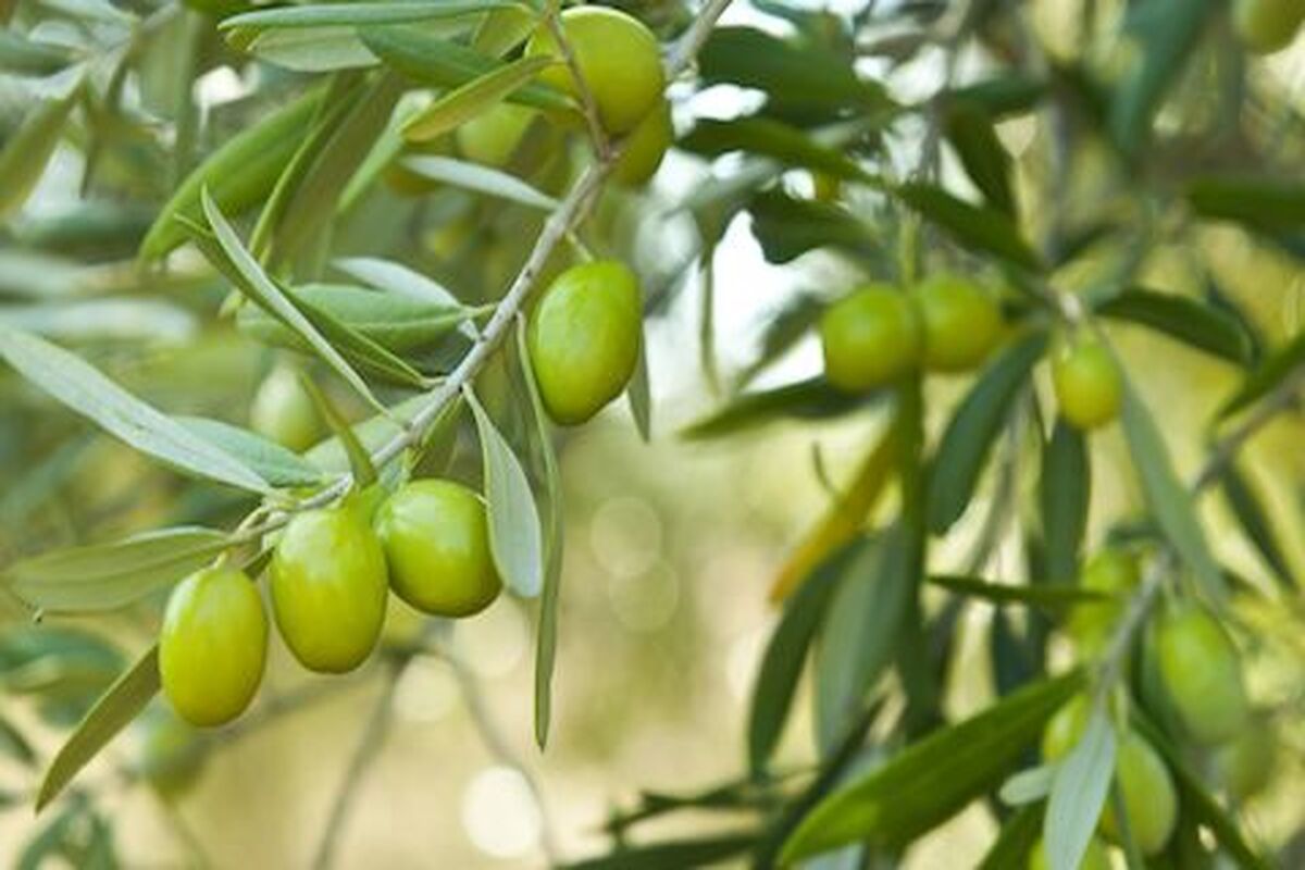 باغ زیتون