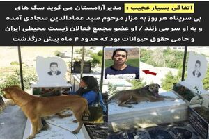 حضور سگها بر سر مزار یک جوان کرجی
