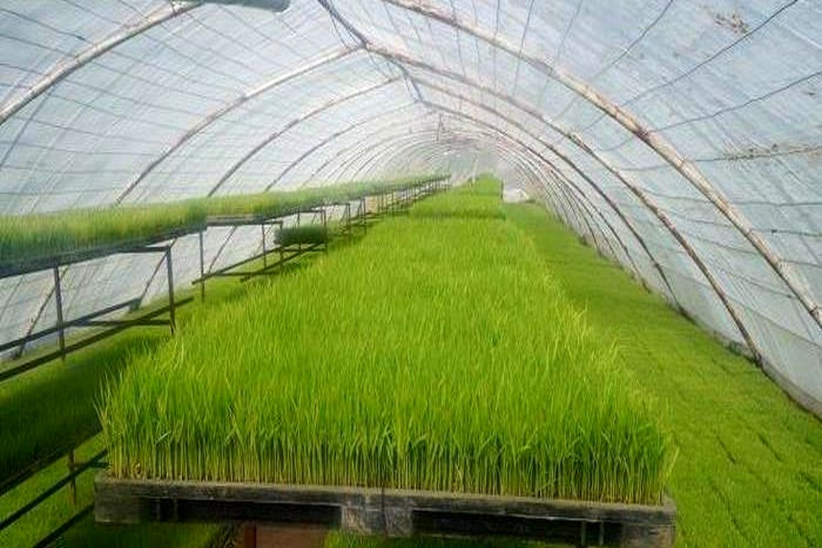 خزانه نشا در مازندران 