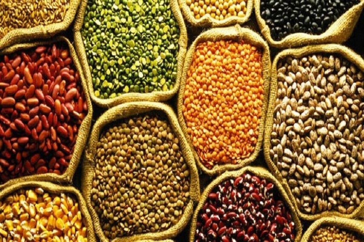 صادرات حبوبات
