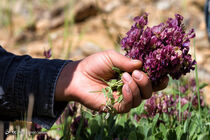 سطح زیر کشت گیاهان دارویی در ایلام ۲۶۰ هکتار است