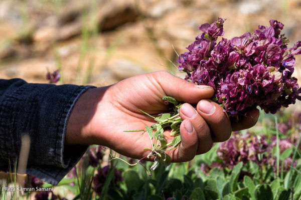  سازمان منابع طبیعی درباره برداشت بی‌رویه گیاهان دارویی هشدار داد