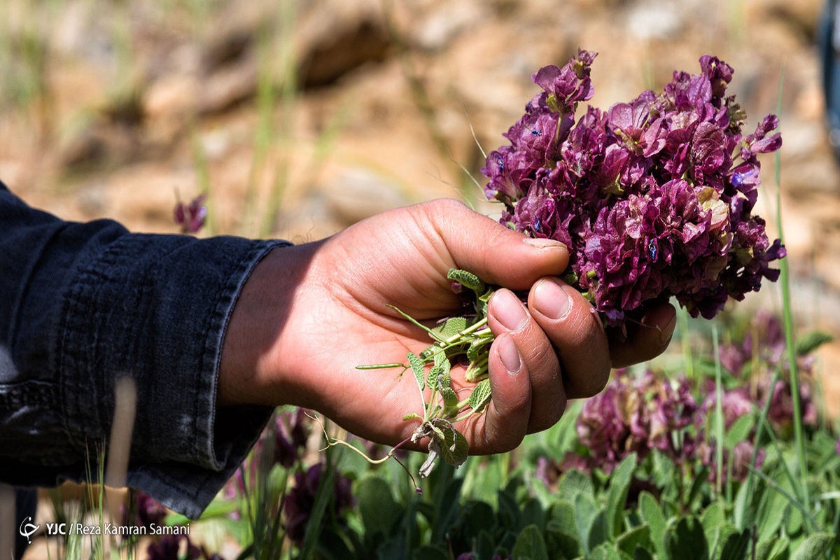 برداشت گیاهان دارویی