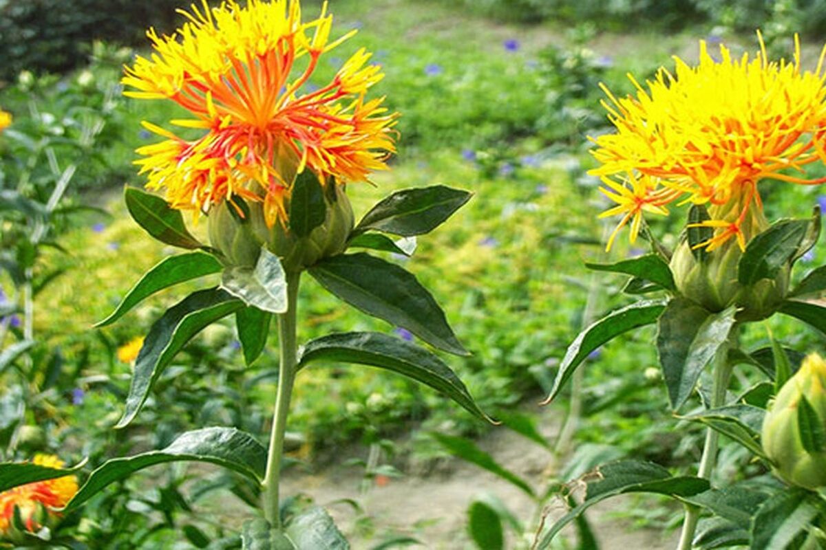 گیاه گلرنگ
