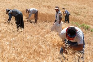 خرید گندم به ۱۱ میلیون تن رسید