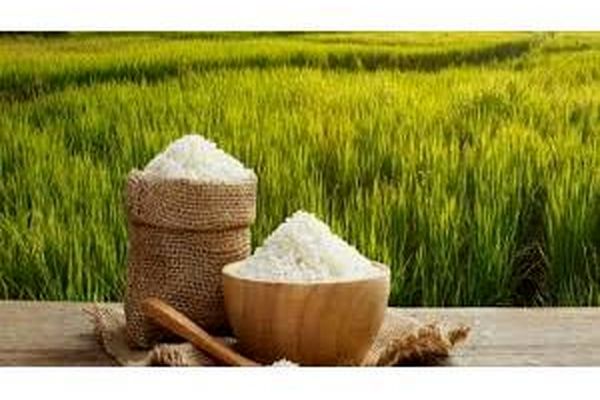  ۴۳ هزار تن برنج با قیمت مصوب برای نوروز و رمضان توزیع شد