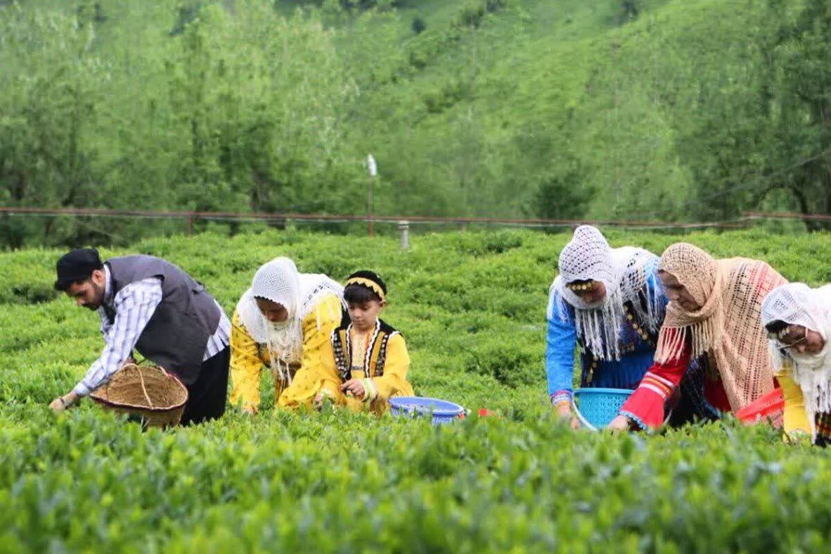 برداشت برگ سبز چای در شمال ایران