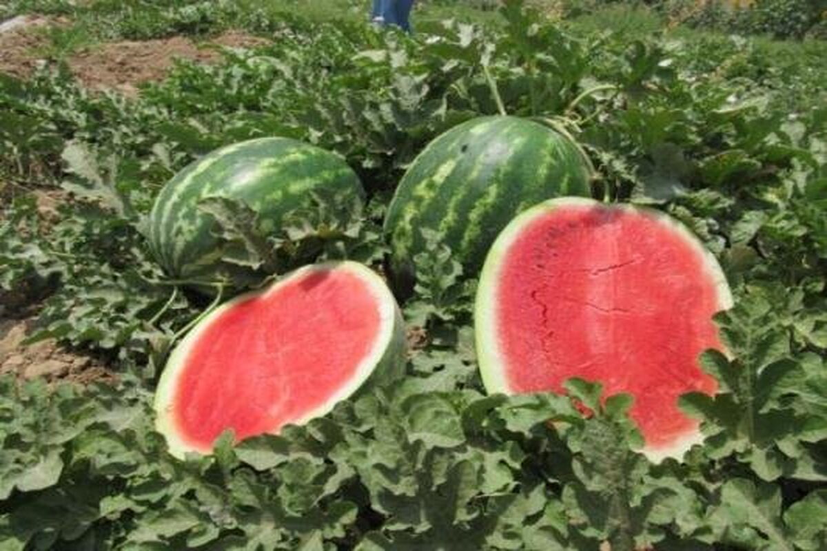 هندوانه