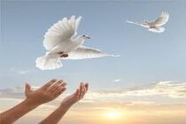  26 زندانی جرایم غیر عمد از محل عواید موقوفات در سال گذشته آزاد شدند
