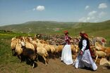 آغاز جبران خسارت سیل عشایر ایلام 