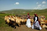 آغاز جبران خسارت سیل عشایر ایلام 