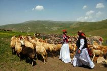 نقش حیاتی عشایر ایلام در تأمین امنیت غذایی و تولید محصولات دامی