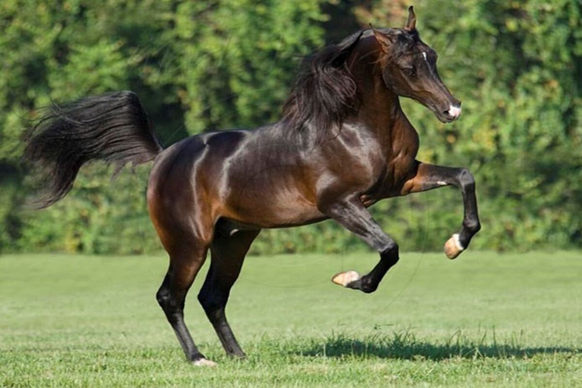اسب