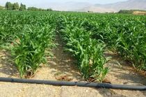 تأمین نیاز دامداری شیراز با برداشت بیش از ۵۰۰ هزار تن ذرت علوفه‌ای
