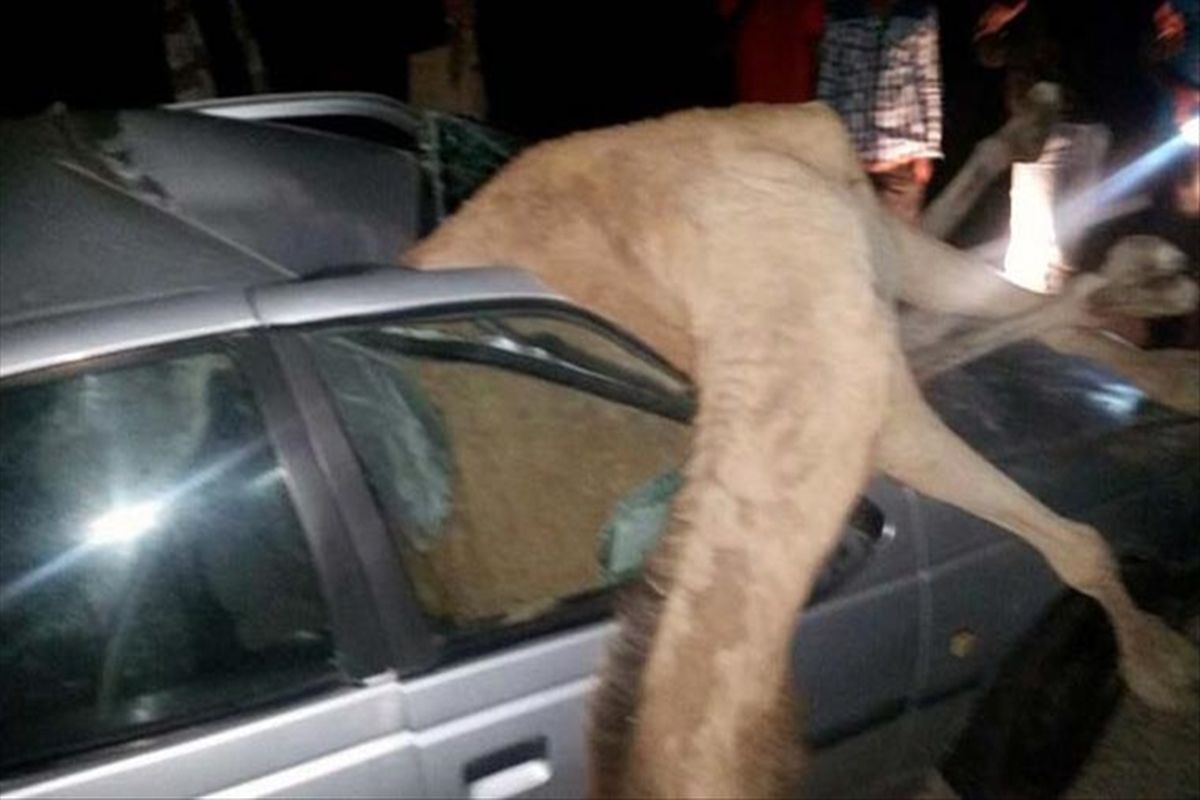 برخورد شتر با خودرو