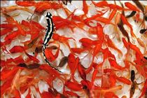 22 مزرعه در مازندران ماهی زینتی تولید می کنند