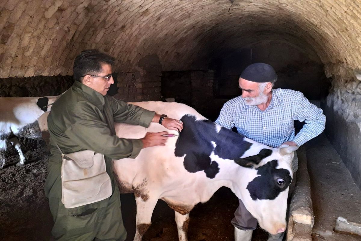 نخستین رویداد ملی «دام‌یار» با حضور گروه های جهادی دامپزشکی سراسر کشور برگزار شد