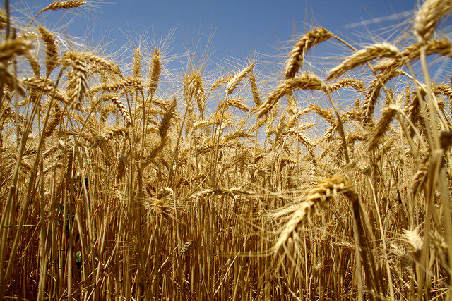 مبارزه با بیماریهای لکه برگی و فوزاریوم خوشه گندم