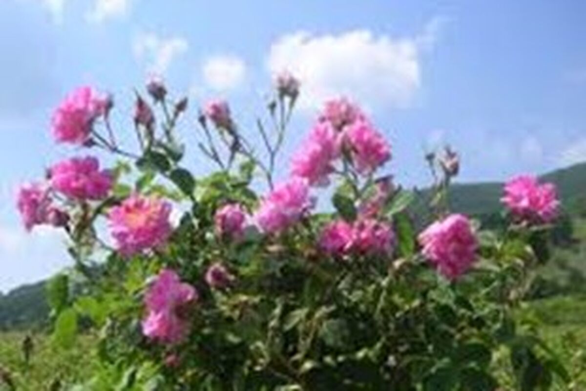گل محمدی