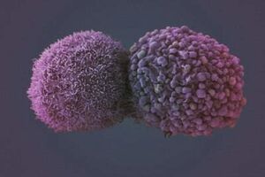 پایش سلول‌های سرطانی به کمک نانو ردیاب‌ها در دانشگاه اصفهان