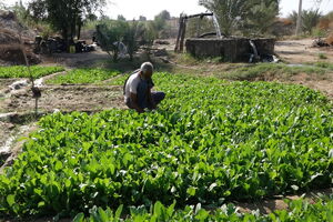 کشت محصولات سبزی و صیفی بر اساس الگو در هرمزگان
