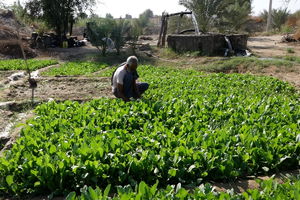 کشت محصولات سبزی و صیفی بر اساس الگو در هرمزگان