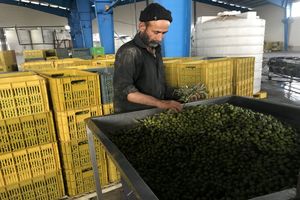  کودهای شیمیایی در محصولات باغی امان صادرات را گرفته است