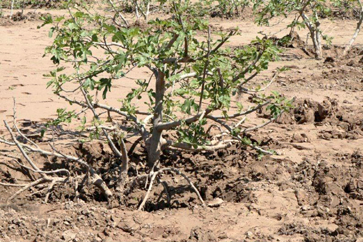 باغ انار و انجیر لرستان در سیل