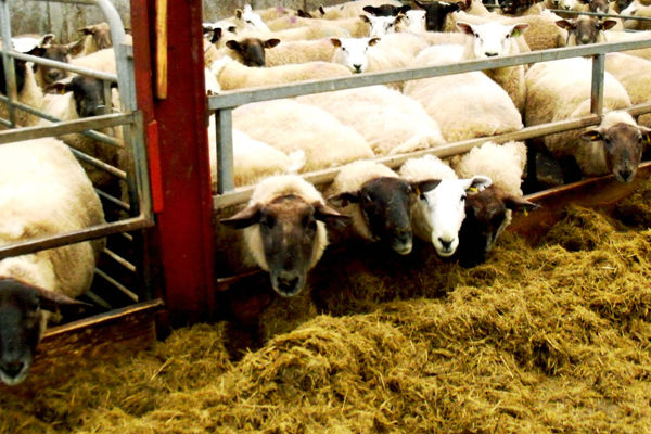 دام سبک ۲۰ هزار تومان ارزان شد