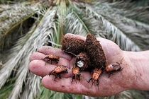 اجرای طرح مبارزه با آفت سوسک حنایی در نخلستان های هرمزگان