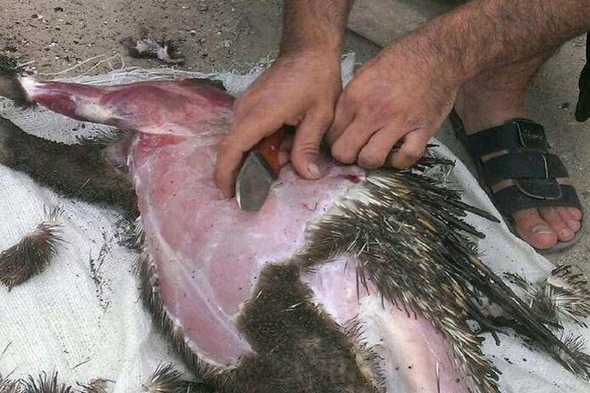 تشی