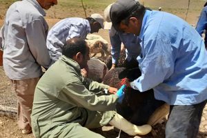 هزار راس دام در استان مرکزی علیه بیماری‌های مشترک ایمن‌سازی شدند