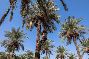 بیش از هشت هزار تن خرما در خرمشهر برداشت شد