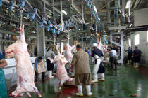 کشتارگاههای صنعتی دام و طیور استان اردبیل افزایش می یابد