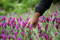 توسعه کشت گیاهان دارویی در روستای نشل آمل رونق خواهد گرفت