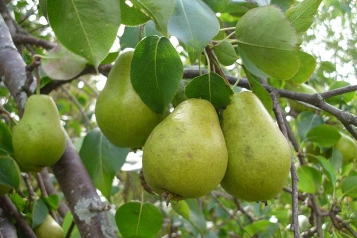 اصفهان- باغات گلابی