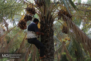 کاشت نخل های اولین کلکسیون زنده نخیلات در شهرستان سراوان 