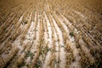 خشکسالی و سرما به کشتزارهای جو تربت جام خسارت وارد کرد