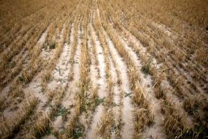 خشکسالی و سرما به کشتزارهای جو تربت جام خسارت وارد کرد